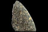 Polished Ammonite (Promicroceras) Slab - Marston Magna Marble #131988-1